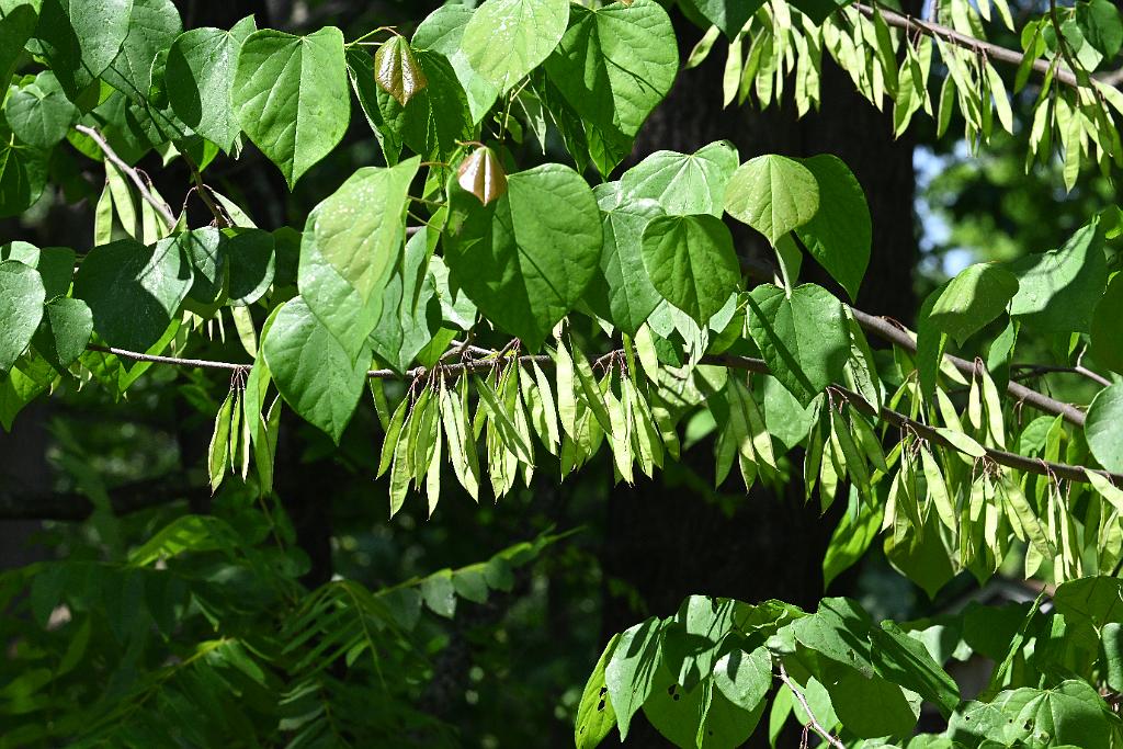 2025-06169049 Acton Arboretum, MA.JPG